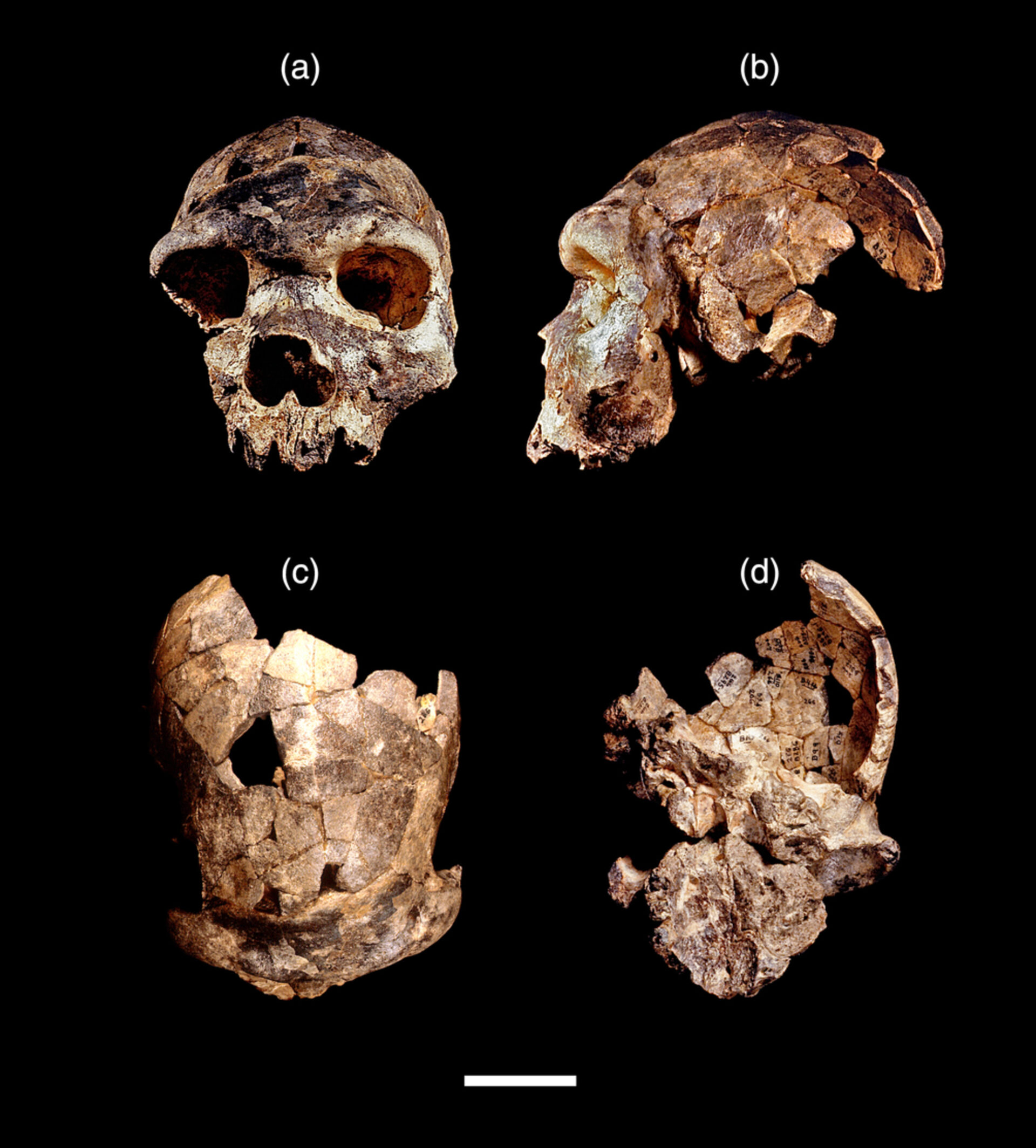 Το καρανίο του Homo bodoensis